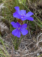 Aristea juncifolia