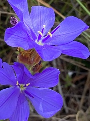 Aristea juncifolia