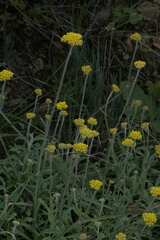 Helichrysum odoratissimum