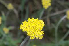 Helichrysum odoratissimum