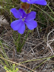 Aristea juncifolia
