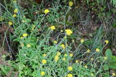 Helichrysum odoratissimum