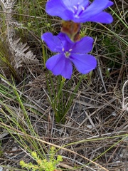 Aristea juncifolia