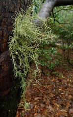 Usnea subscabrosa