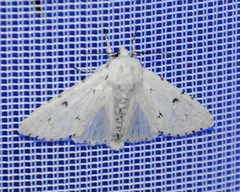 Acronicta leporina