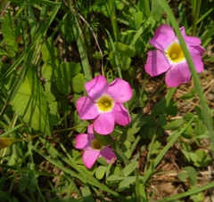 Oxalis obliquifolia