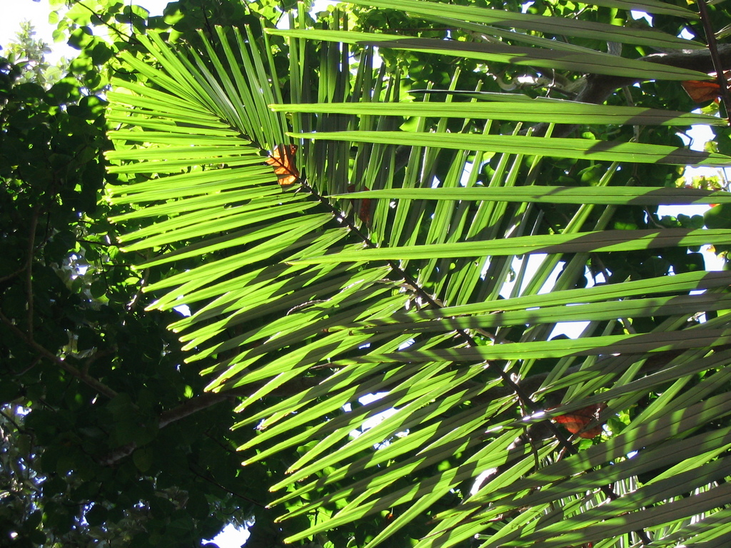 Arenga australasica; photograph (c) coenobita, some rights reserved (CC BY)