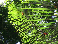 Arenga australasica