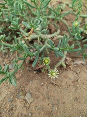 Juncea