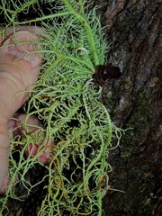 Usnea subscabrosa