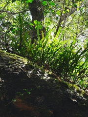 Polypodium ensiforme