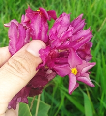 Prestonia erecta