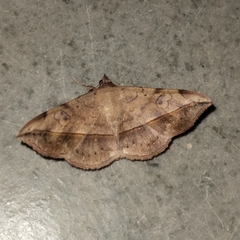 Anticarsia irrorata