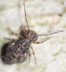 Ptenothrix