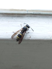 Ancistrocerus antilope
