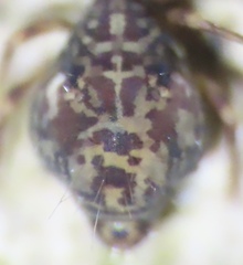 Ptenothrix