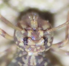 Ptenothrix