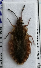 Aradus obtectus