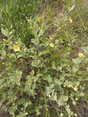 Sida cordifolia