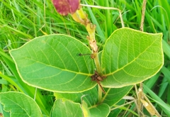 Prestonia erecta