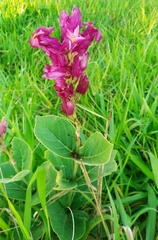 Prestonia erecta