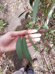 Eucalyptus piperita