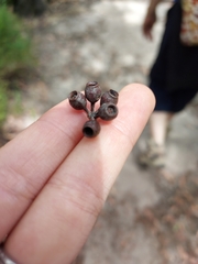 Eucalyptus piperita
