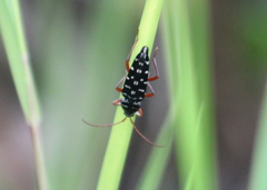 Placosternus crinicornis