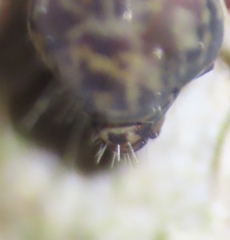 Ptenothrix