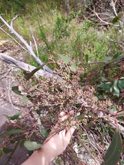 Eucalyptus piperita