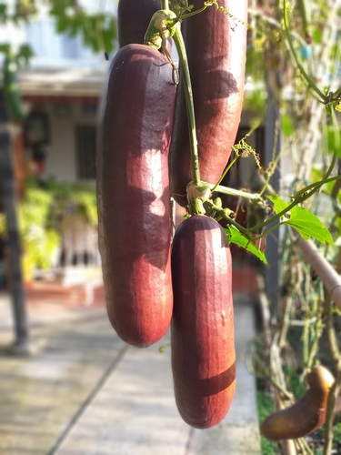 Foto de Curuá