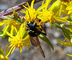 Cerceris arenaria