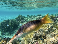 Gomphosus klunzingeri