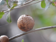 Amphibolips quercuspomiformis