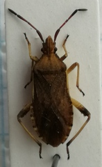 Ceraleptus lividus