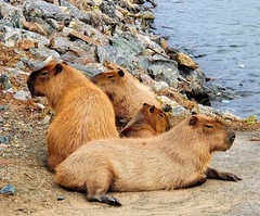 Hydrochoerus hydrochaeris