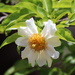 Fried-egg Flower - Photo (c) Jacob Dirsuwei, some rights reserved (CC BY-NC), uploaded by Jacob Dirsuwei