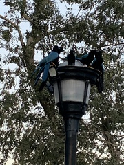 Cyanocorax yucatanicus