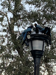 Cyanocorax yucatanicus