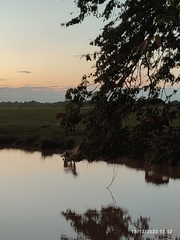 Copaifera officinalis