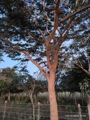 Copaifera officinalis