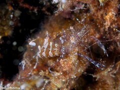 Periclimenes sagittifer