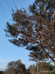 Copaifera officinalis