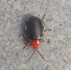 Cacoscelis nigripennis