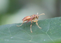 Polistes olivaceus