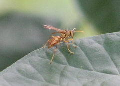 Polistes olivaceus