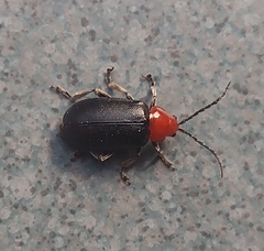 Cacoscelis nigripennis