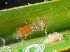 Periclimenes scriptus