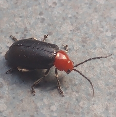 Cacoscelis nigripennis