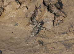 Cicindelinae